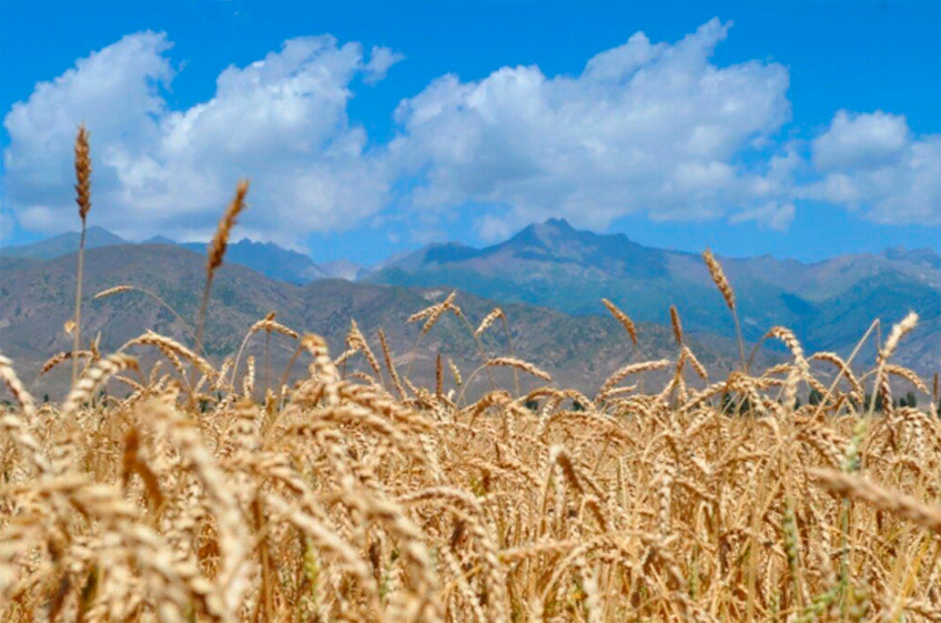 Появление нового зернового коридора на границе с КНР позволит повысить в Сибири урожайность зерна