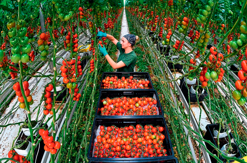 Тепличные томаты и огурцы в России по итогам 2022 года подорожают на 15%