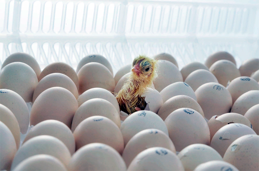 Время хранения оплодотворенных яиц влияет на выводимость и выживаемость цыплят