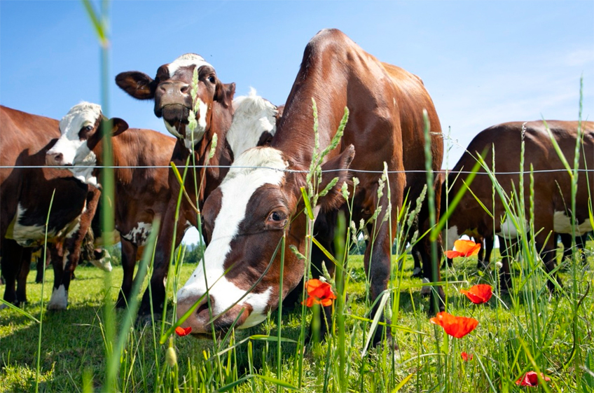 В Канаде выводят коров с пониженным уровнем метановой отрыжки