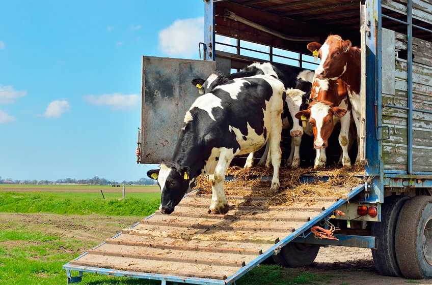 Россия получила право на экспорт некоторой продукции животноводства в Пакистан