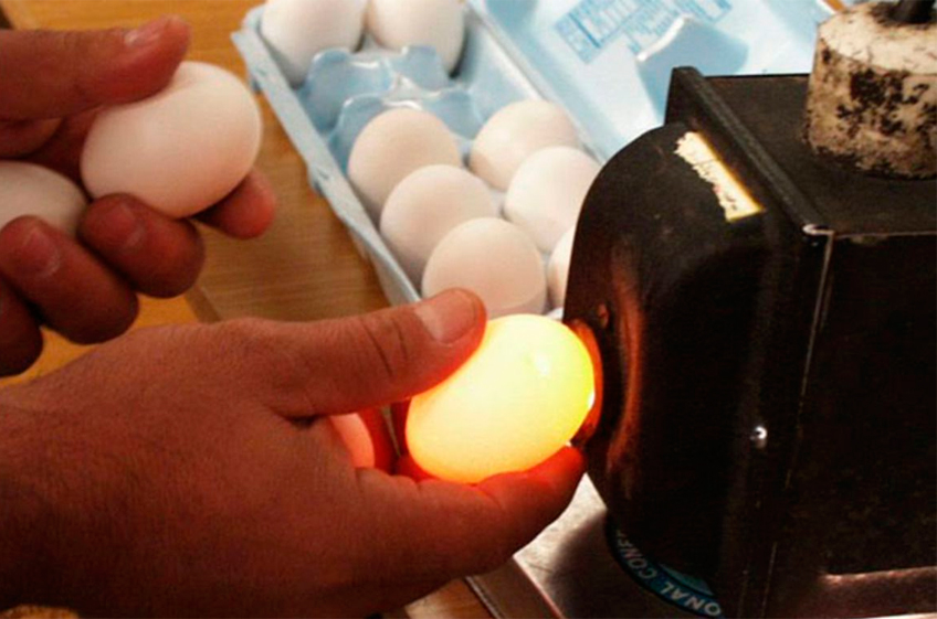 Американские ученые нашли способ определять пол будущего цыпленка в оплодотворенном яйце