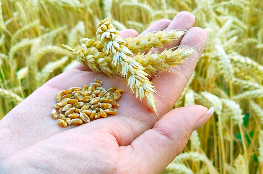 Глобальное потепление хорошо повлияет на производство зерна в России, но только на первых порах
