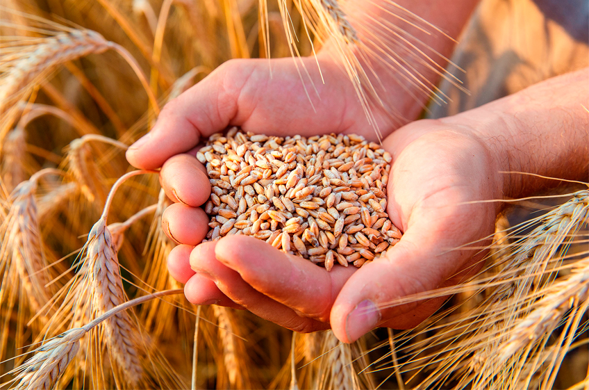 Эксперты повышают прогнозы урожая пшеницы в России