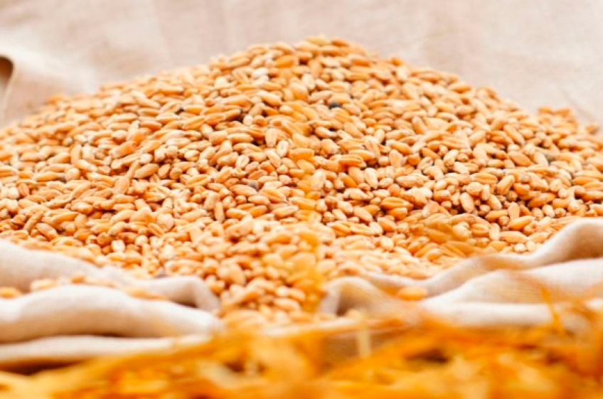 Росстат: цены на пшеницу в России для промпереработки в июне снизились на 37%