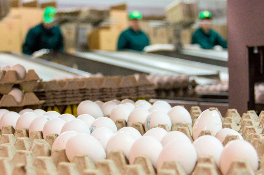 Минсельхоз РФ ожидает, что на фоне поставок из Азербайджана и Турции цены на куриные яйца в России стабилизируютсяv