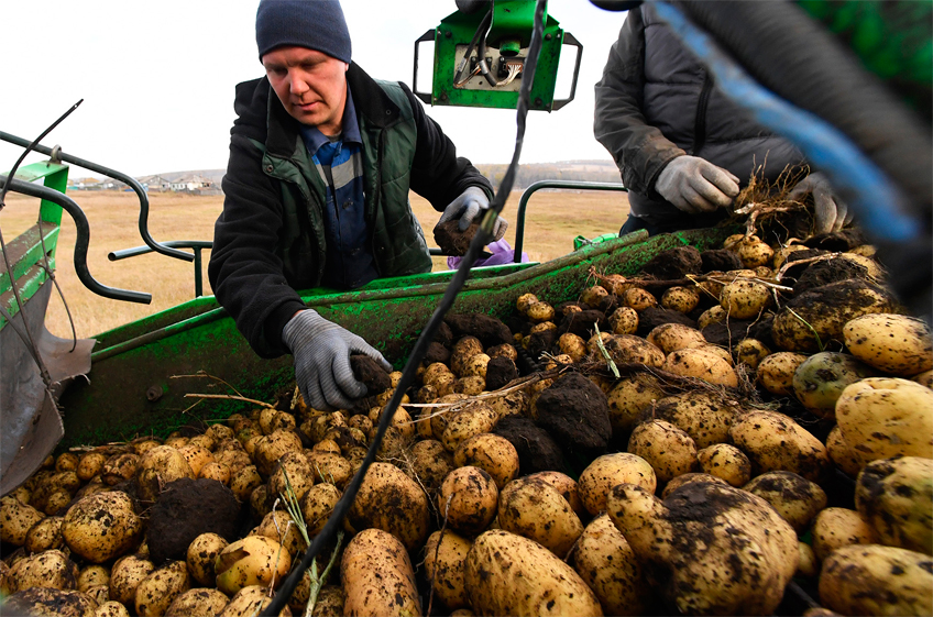 В России в 2023 году финансирование производства картофеля и овощей будет сокращено на 342 млн рублей