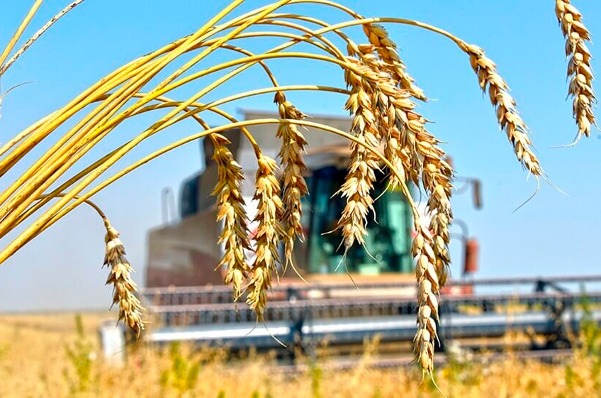 ИКАР: урожай зерна в России в 2024 году может составить 145 млн тонн