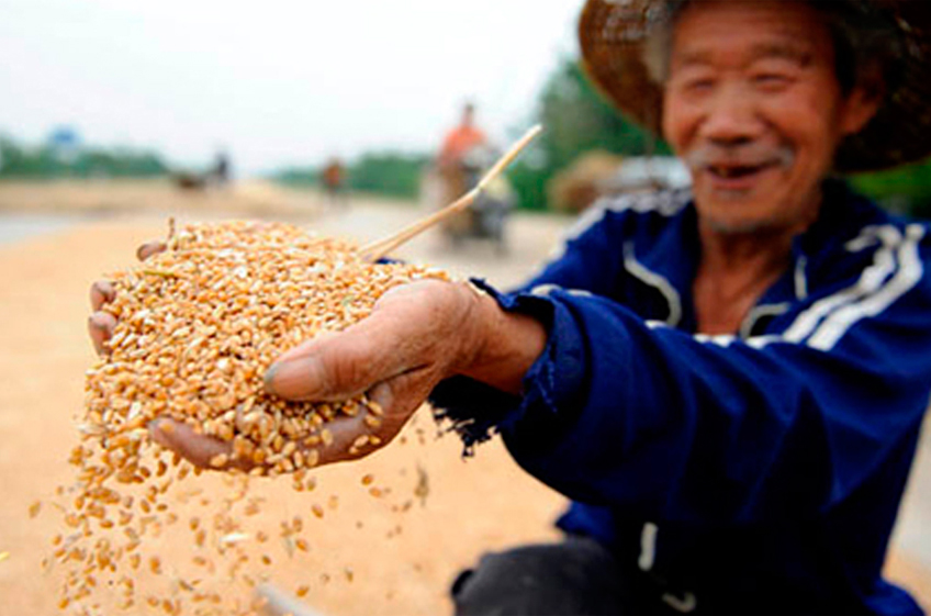 Урожай зерновых в Китае в 2023 году достиг рекордных 695 млн тонн, урожайность — 58,44 ц/га
