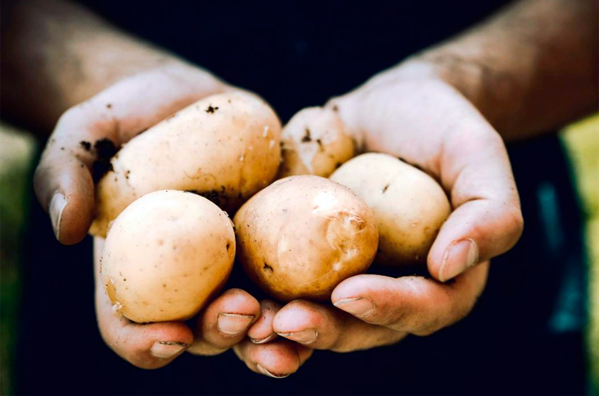 Минсельхоз: Россия в 2023 году может получить рекордный за последние 30 лет урожай картофеля