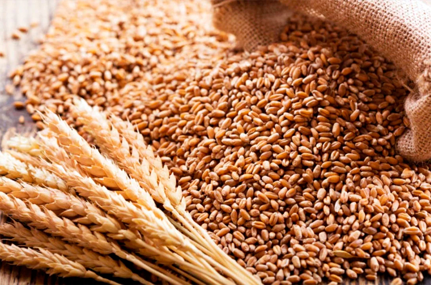 Запасы пшеницы в сельхозорганизациях России на конец ноября были на 3,2% меньше прошлогодних