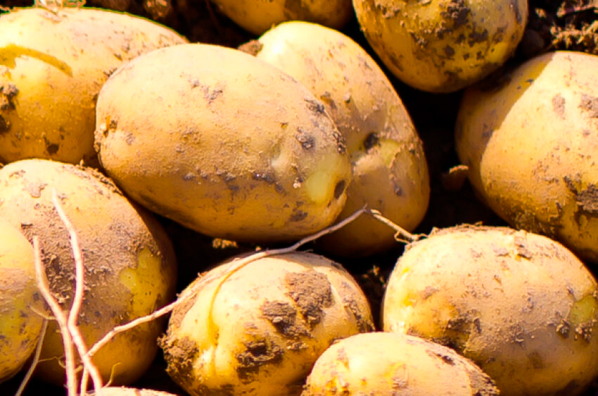 Росстат: урожай картофеля и овощей в России вырос, сахарной свёклы, плодов и ягод сократился