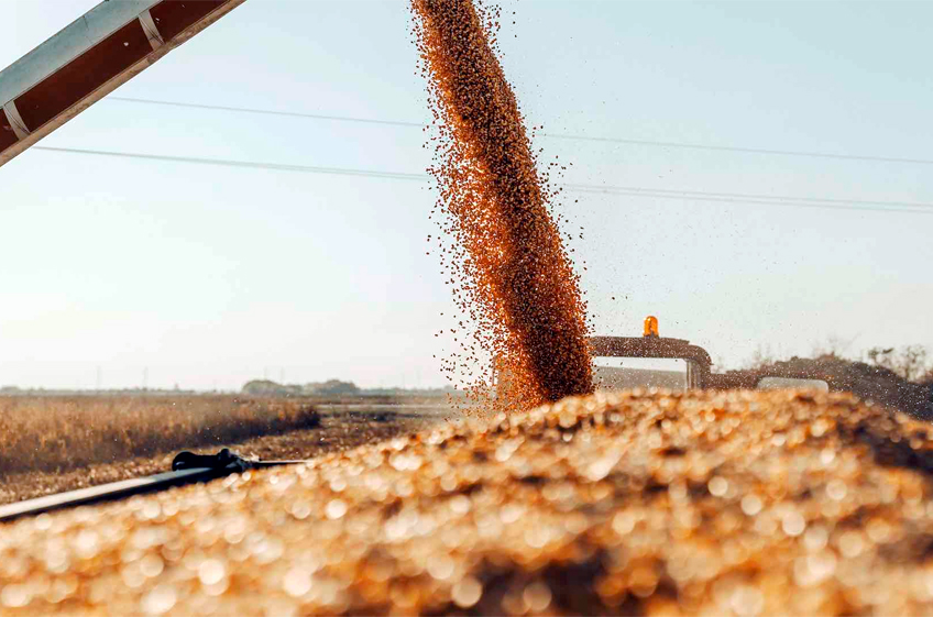Росстат: в России в 2023 году собрано 142,602 млн тонн зерна в весе после доработки