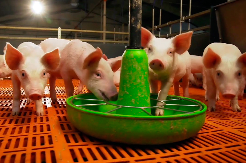Российские сельхозпредприятия в 2023 году могут увеличить производство свинины на 6% в годv