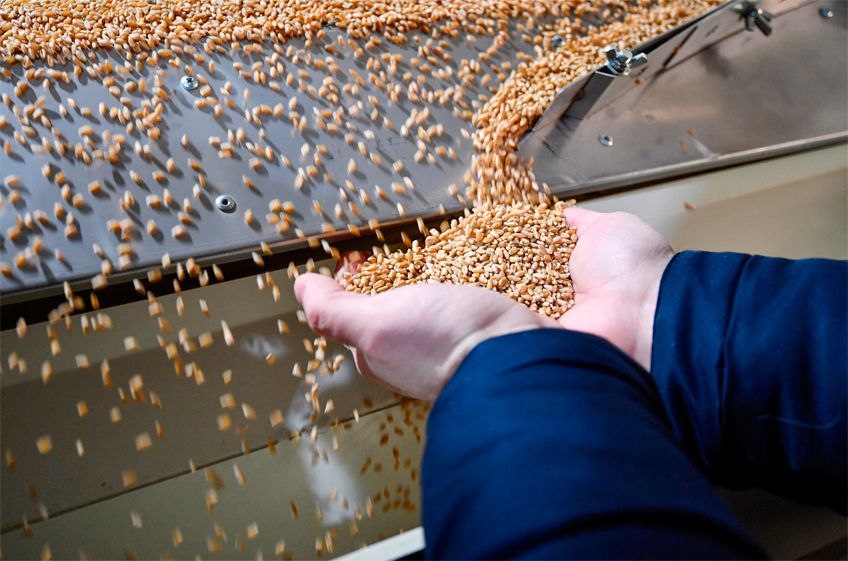 В российский госфонд 25 декабря закуплено 20,8 тыс. тонн зерна