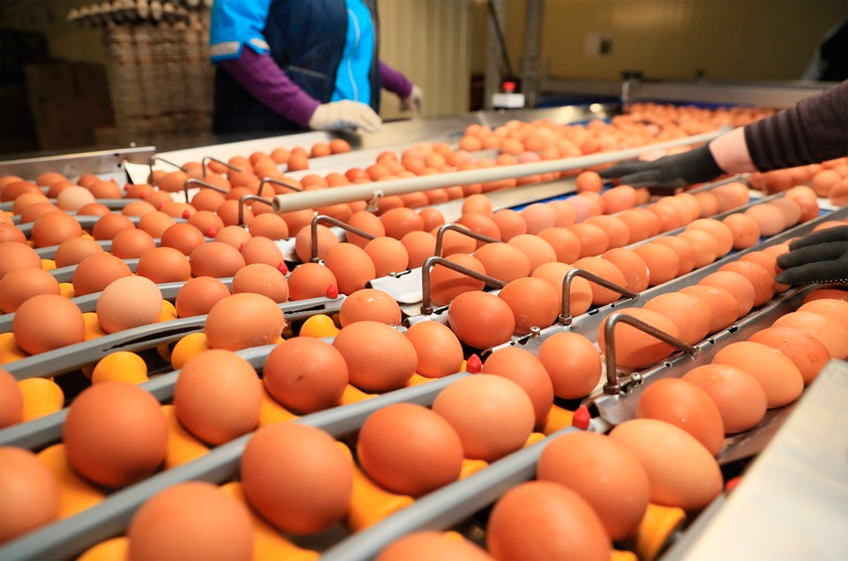 «Росптицесоюз» производство яиц нарастить невозможно, отрасль работает на грани рентабельности
