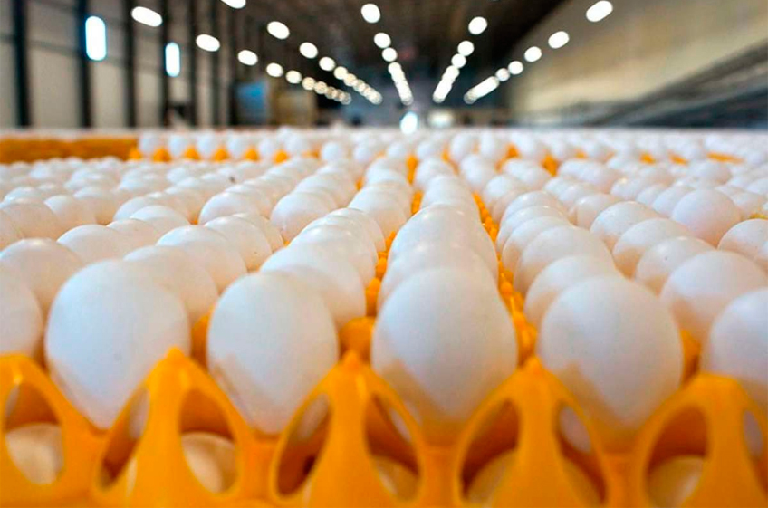 Птицеводы призвали Генпрокуратуру учитывать специфику ценообразования на рынке яиц