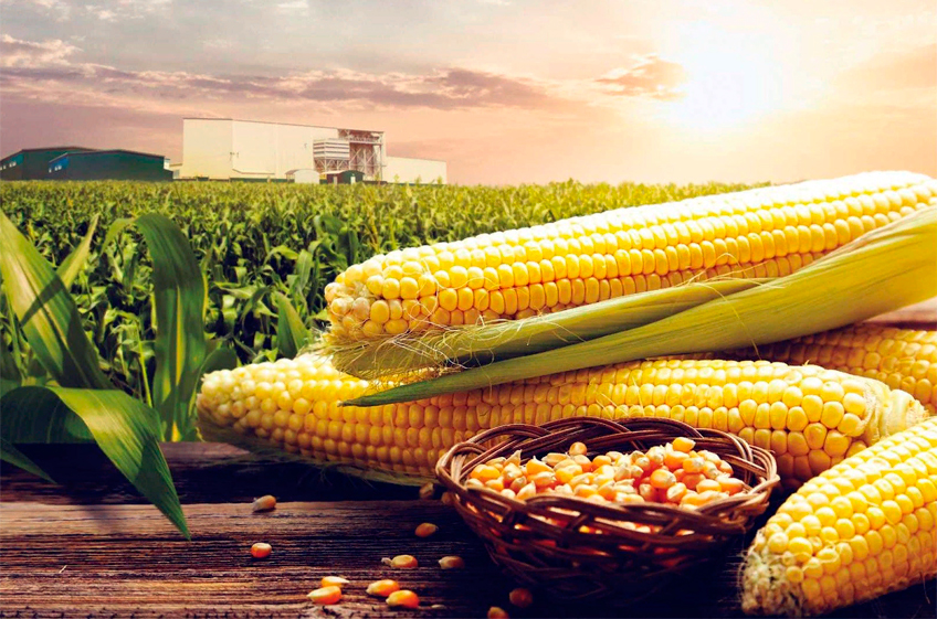 Как собрать с гектара кукурузы почти 13 тонн зерна выяснили турецкие ученые