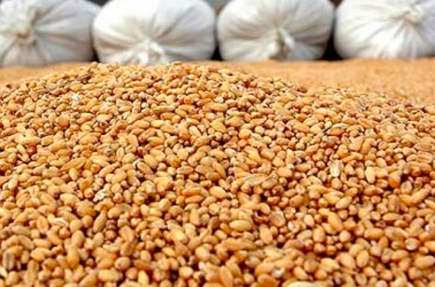 Запасы зерновых в России по итогам сельхозгода могут достигнуть 26 млн тонн