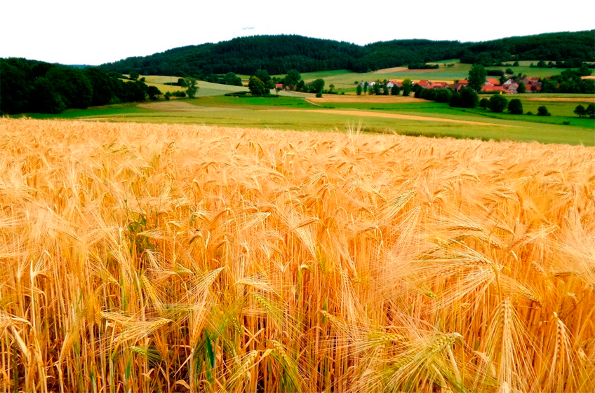 Бюджет России за два года получил 250 млрд рублей от зерновых пошлин