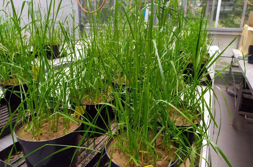 Минерал апатит и микроорганизмы помогут растениям избежать недостатка фосфора