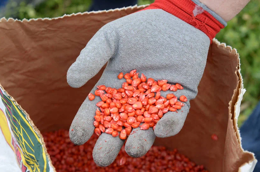 Новые правила локализации производства семян в России вызвали беспокойство европейских производителей