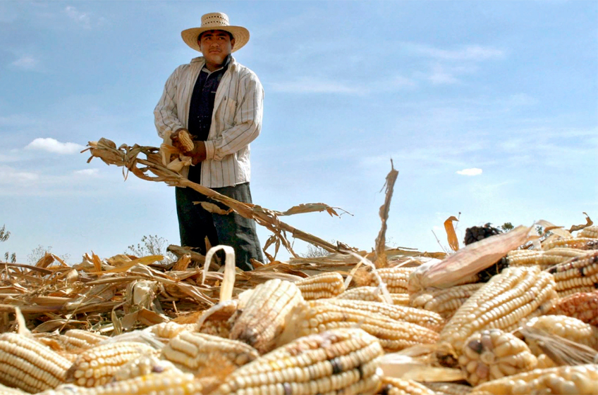 Мексиканские фермеры требуют установления гарантированных цен на зерновые