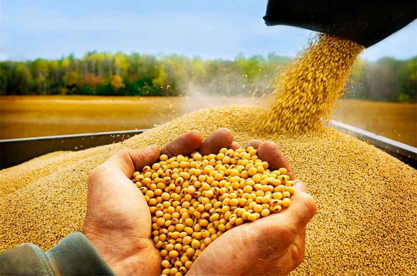 Из всех масличных культур в России в 2023 году может увеличиться урожай только сои