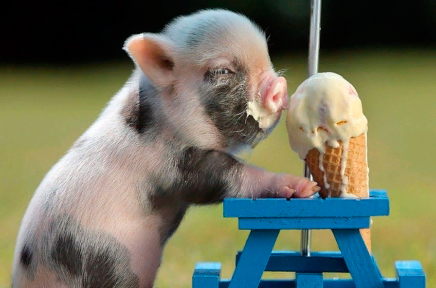 В США запустили новое приложение для борьбы с тепловым стрессом у свиней