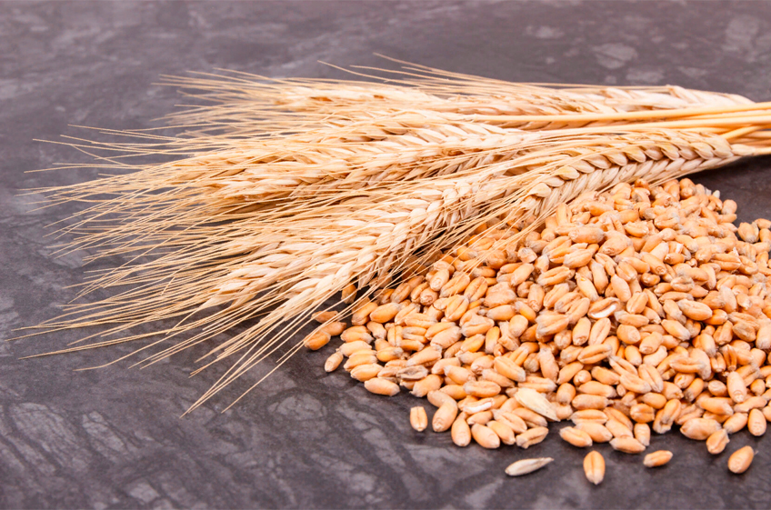 В ОЗК заявили о необходимости некоторой корректировки механизма «зернового демпфера»