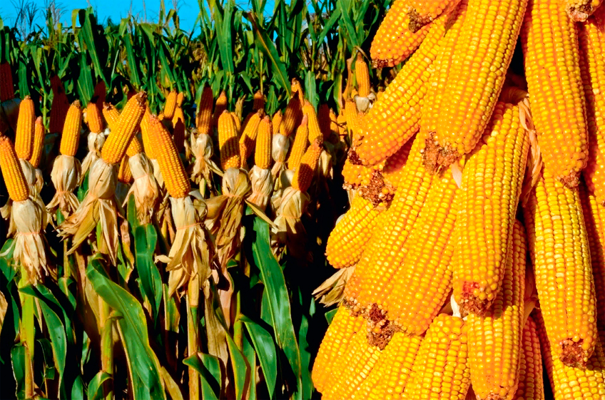В мире произошло глобальное снижение урожайности кукурузы