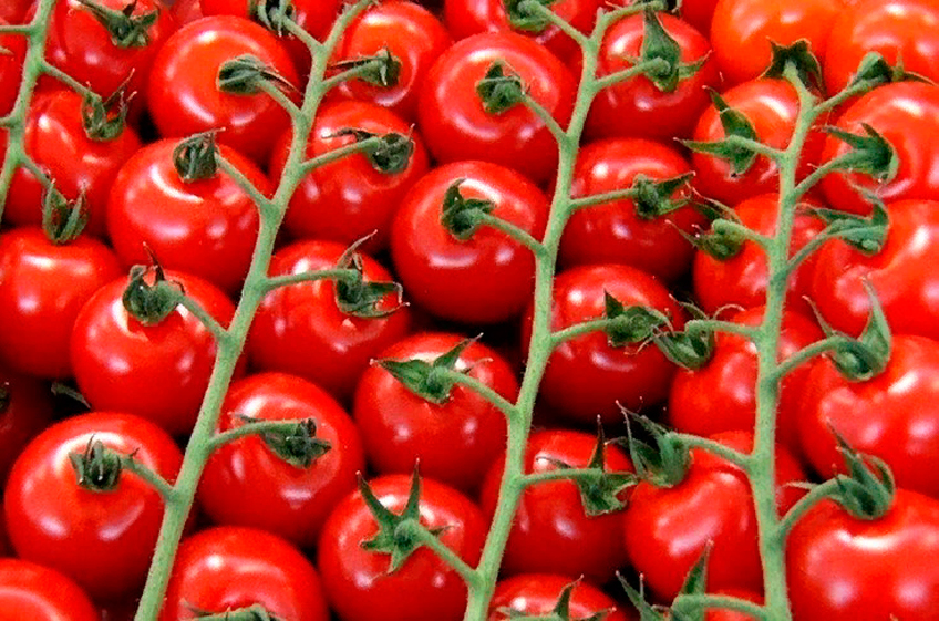 Российские овощеводы опасаются импорта турецких томатов