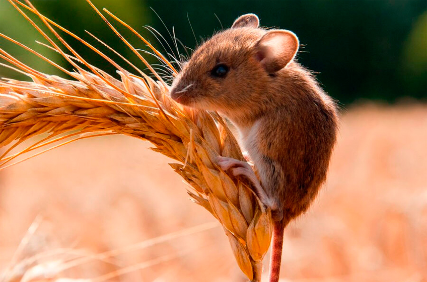 «Россельхозцентр» зафиксировал рост численности мышей Крыму из-за теплой осени