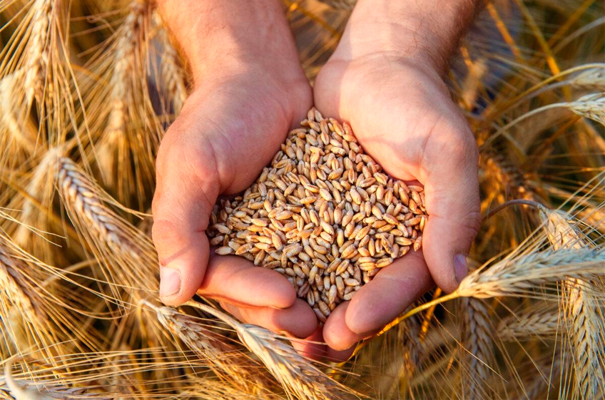 «СовЭкон»: в ближайшие недели российский рынок пшеницы может прекратить падение