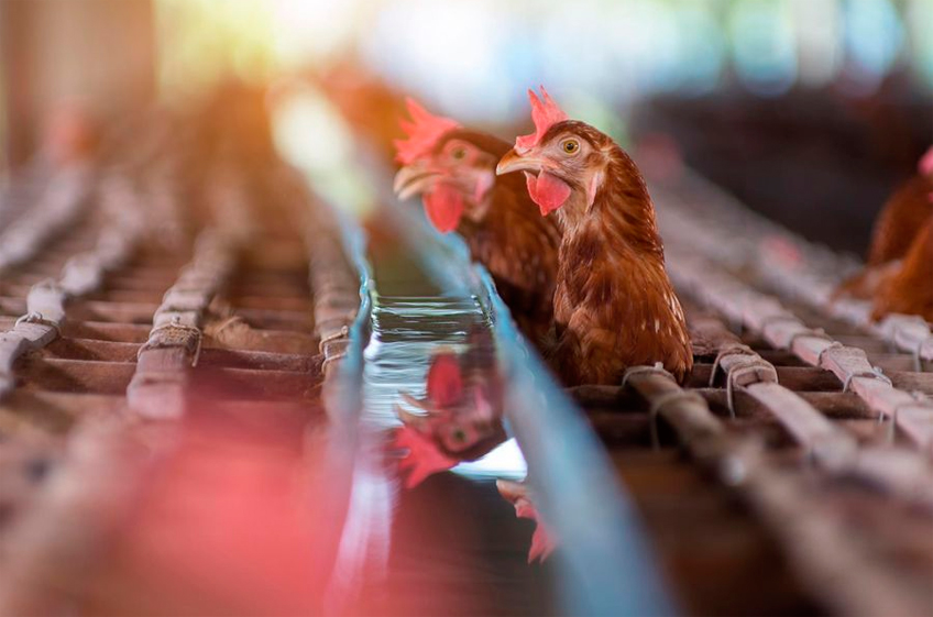 Росптицесоюз сообщил о резком росте расходов у производителей курятины и яиц