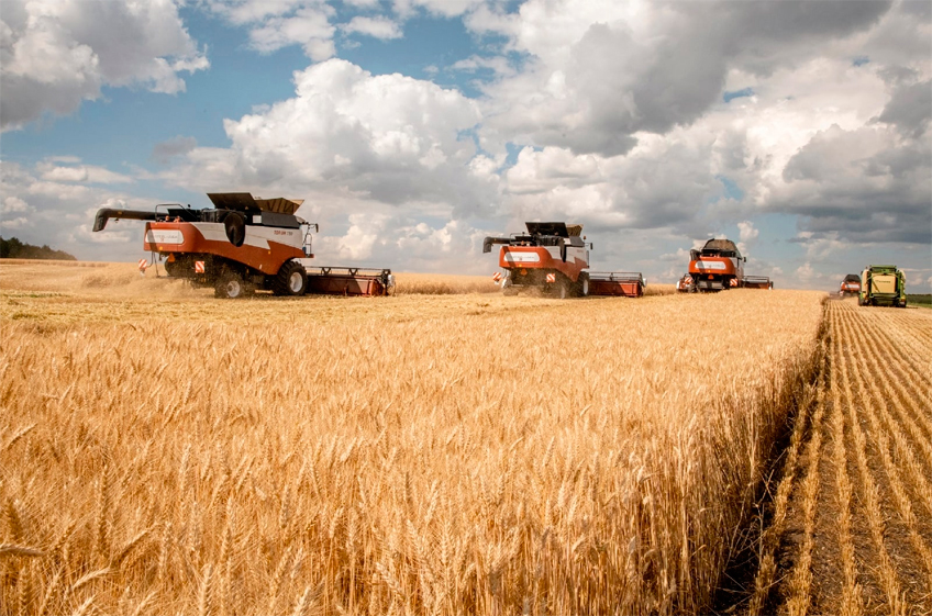 Консенсус-прогноз: в 2024 году в России сбор зерна может составить 134,2 млн тонн