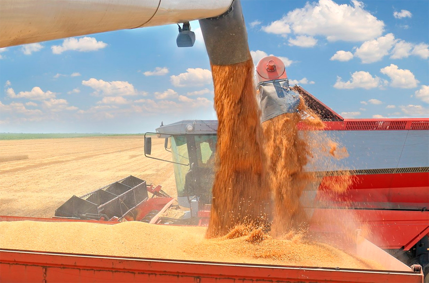 «СовЭкон» прогнозирует сбор пшеницы в России в 2024 году в 89,8 млн тонн