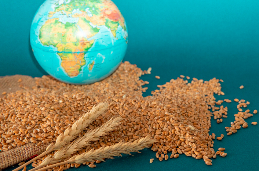 Правительство РФ ввело запрет на экспорт твердой пшеницы из России с 1 декабря