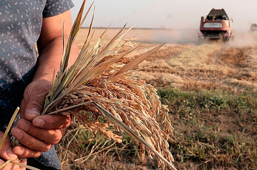 Минсельхоз РФ: валовой сбор риса в России вырос на 24%