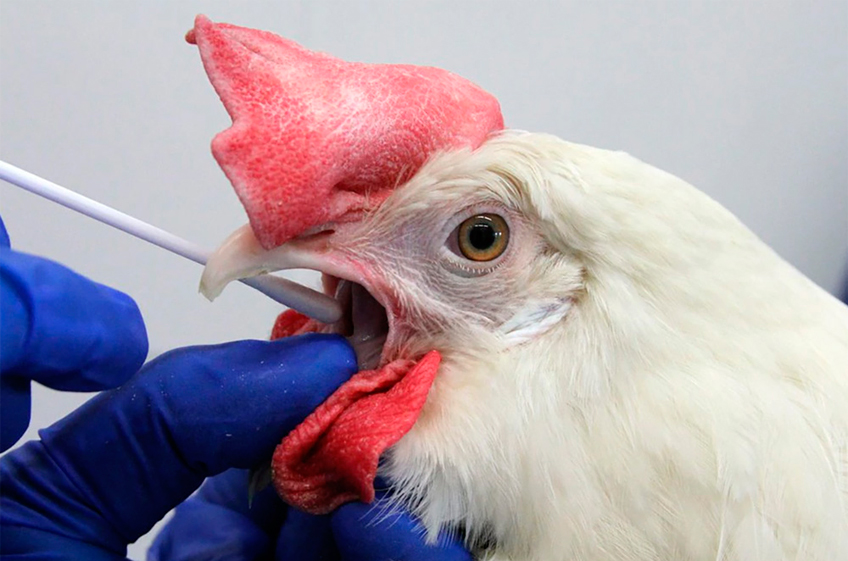 Ученые из Великобритании вывели кур с отредактированными генами для борьбы с птичьим гриппом