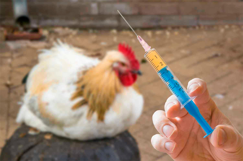 В России зарегистрировали новую вакцину для птиц