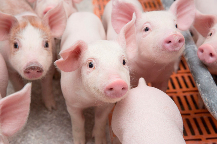 Количество свиней в Германии достигло самого низкого уровня с 1990 года