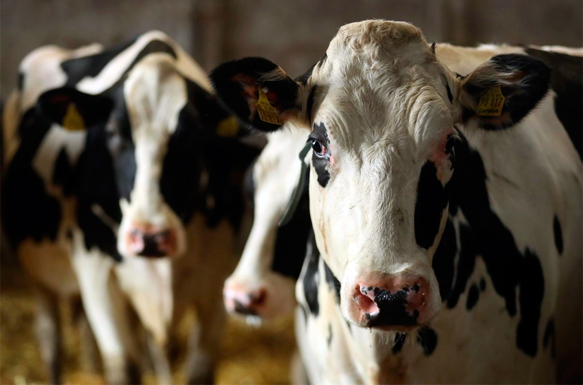 Датские ученые изучили влияние йодоформа на пищеварение молочных коров