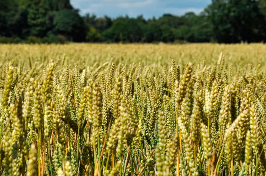 Ученые ФИЦ «Немчиновка» получили рекордную урожайность озимой пшеницы —  158 ц/га