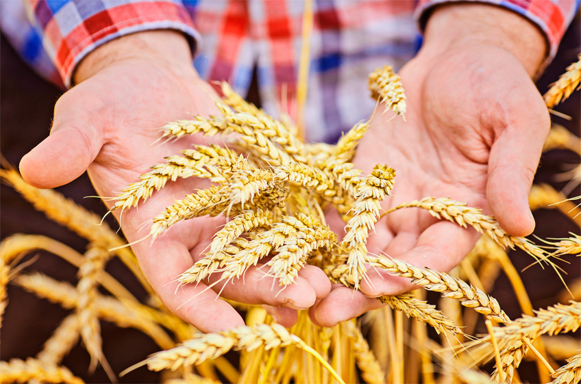 ФАО повысила прогноз мирового производства зерновых в текущем сезоне