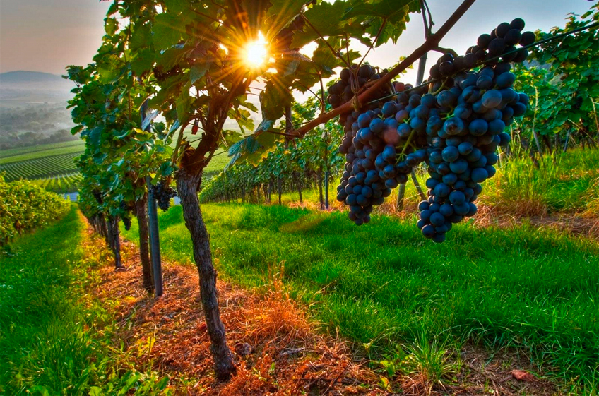 Минсельхоз РФ: в России площадь виноградников выросла за год на 6 тыс. га