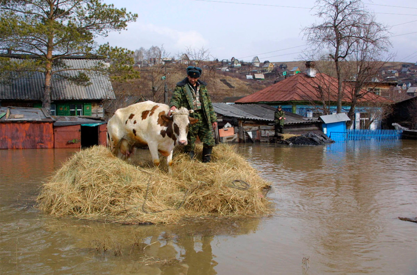 Страховщики предупредили животноводов о рисках в зонах паводков в трех регионах России