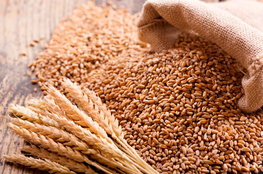 Правительство РФ утвердило дополнительную квоту на экспорт зерновых культур в 2024 году