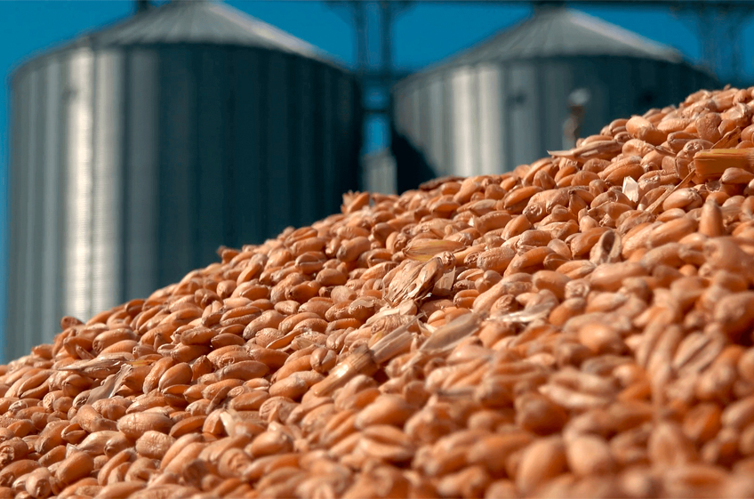 НТБ: 15 апреля закупки зерна в российский госфонд упали почти до 5 тыс. тонн