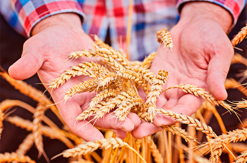 Россия рассматривает возможность создания зерновой биржи БРИКС